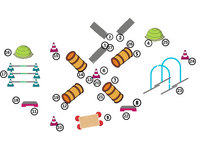 Fortgeschrittener Parcours